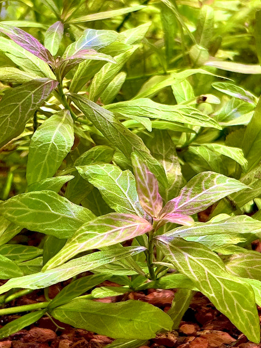 Hygrophila Polysperma 4" to 5" inch Single Stem (Submerged)