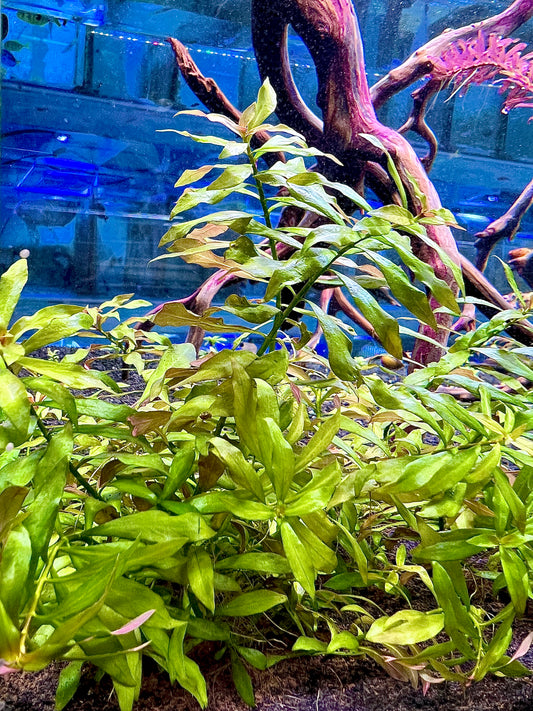 Ludwigia Repens Narrow Leaf 4" to 5" inch 5 stem pack (Submerged)