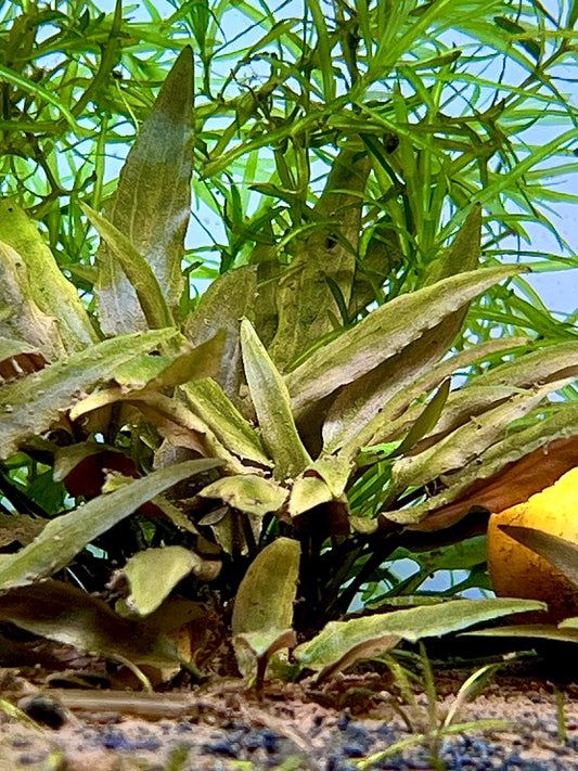 Cryptocoryne Undulata Size: L Single Stem Plant (Submerged)