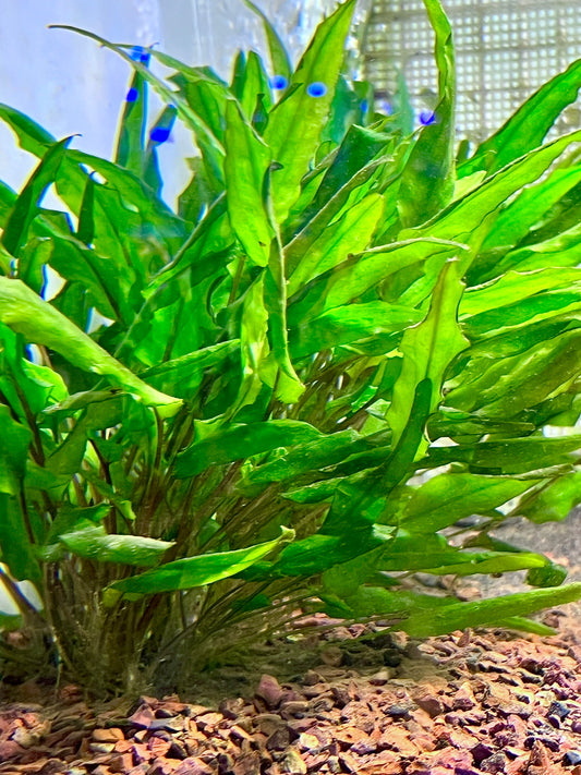 Cryptocoryne Wendtii Size: L  4” to “5 inch 5 Stem pack (Submerged)