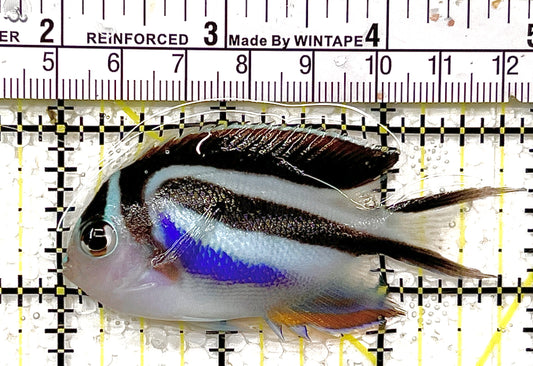 Bellus Angelfish Female BAF102101 WYSIWYG Size: M 3" approx