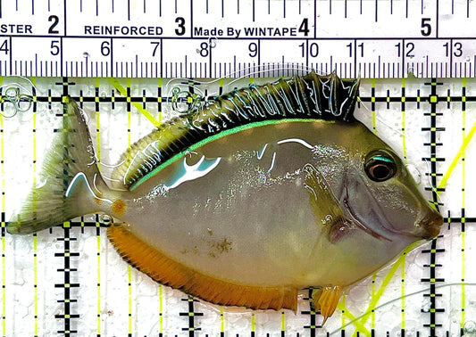 Naso Tang NT102101 WYSIWYG Size: M 3.5" approx