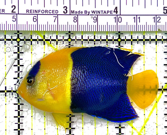 Bicolor Angelfish BA102101 WYSIWYG Size: ML 2.75" approx