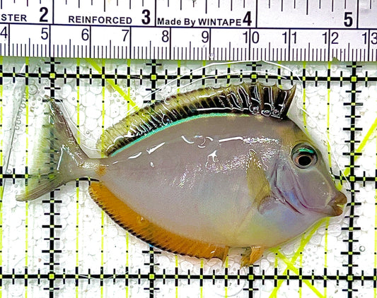 Naso Tang NT102102 WYSIWYG Size: M 3.25" approx