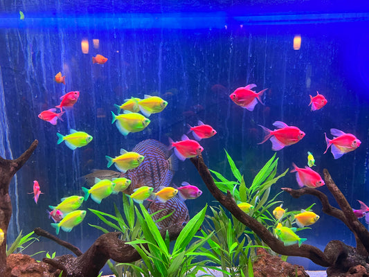 Fluorescent Tetra