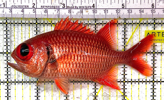 Red Soldier Fish RSF111101 WYSIWYG Size: L 5" approx