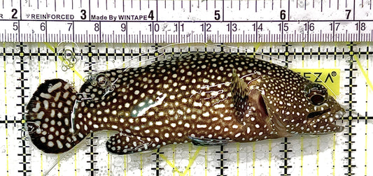 White Spotted Grouper WSG111101 WYSIWYG Size: L 5" approx