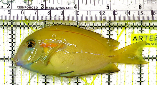 Orange Shoulder Tang Juvenile OSTJ111101 WYSIWYG Size: ML 4.25" approx