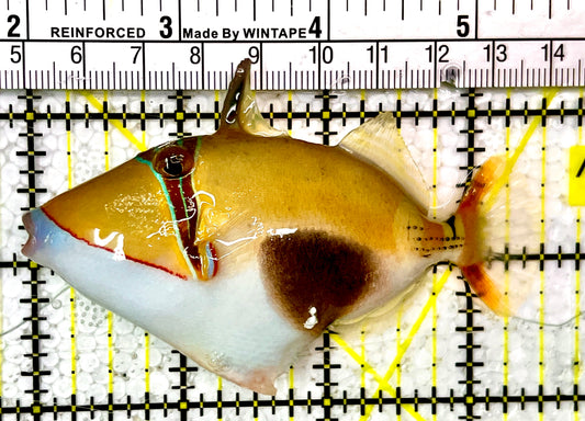 Bursa Triggerfish BT111101 WYSIWYG Size: ML 3.5" approx