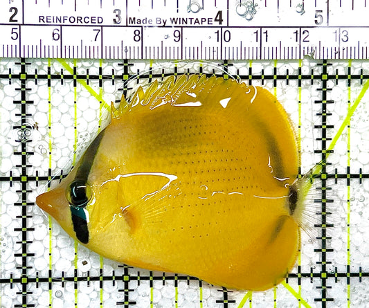 Citron Butterflyfish CB111402 WYSIWYG Size: ML 3" approx