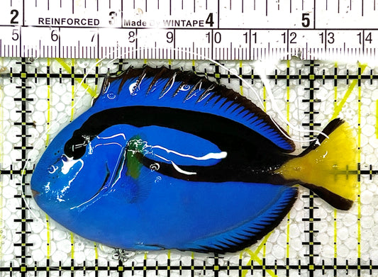 Blue Hippo Tang BHT111401 WYSIWYG Size: M 3.5" approx