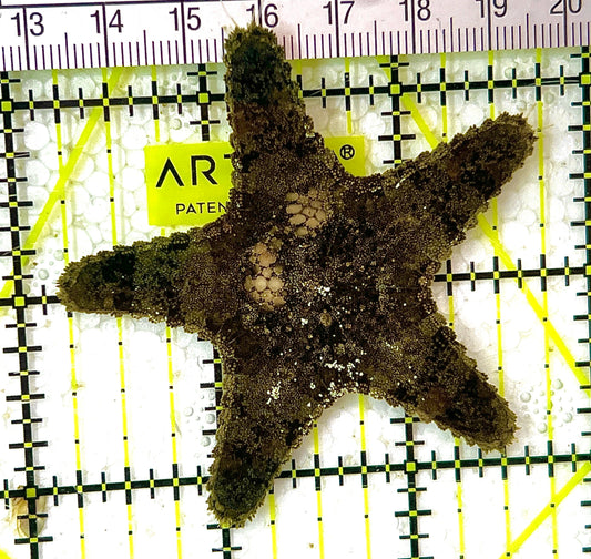 Unknown Starfish US111303 WYSIWYG Size: M 2.5" approx