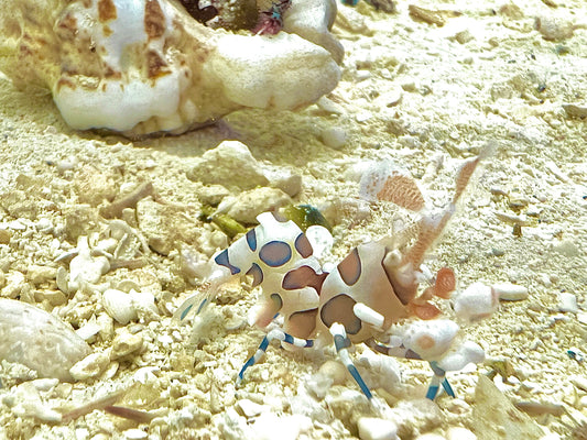 Harlequin Shrimp HS111302 WYSIWYG