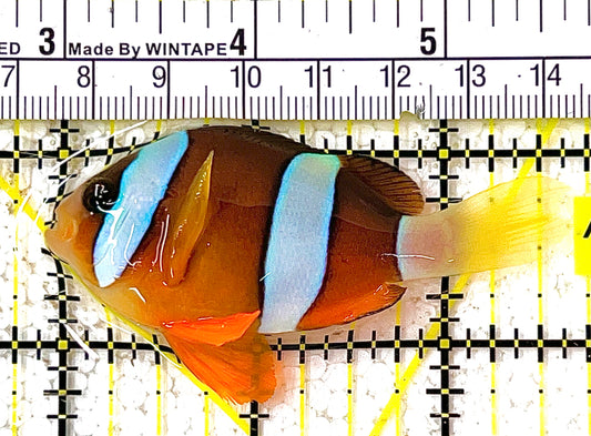 Clarkii Clownfish CC111403 WYSIWYG Size: L 2.5" approx