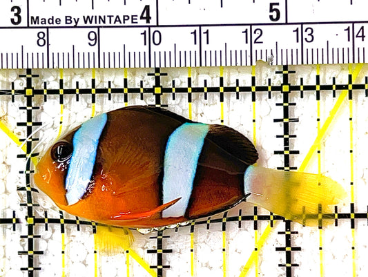 Clarkii Clownfish CC111404 WYSIWYG Size: L 2.5" approx