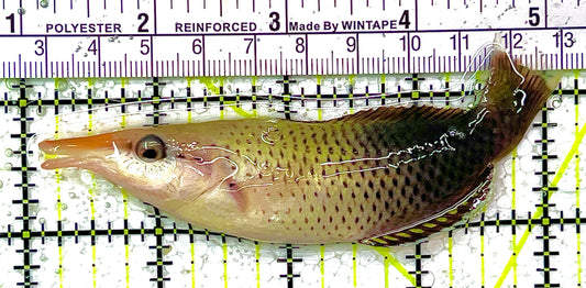 Brown Bird Wrasse BBW111401 WYSIWYG Size: L 4" approx