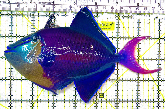 Niger Triggerfish NT111402 WYSIWYG Size: XXL 7" approx