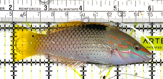 Checkerboard Wrasse CW111801 WYSIWYG Size: L 4" approx