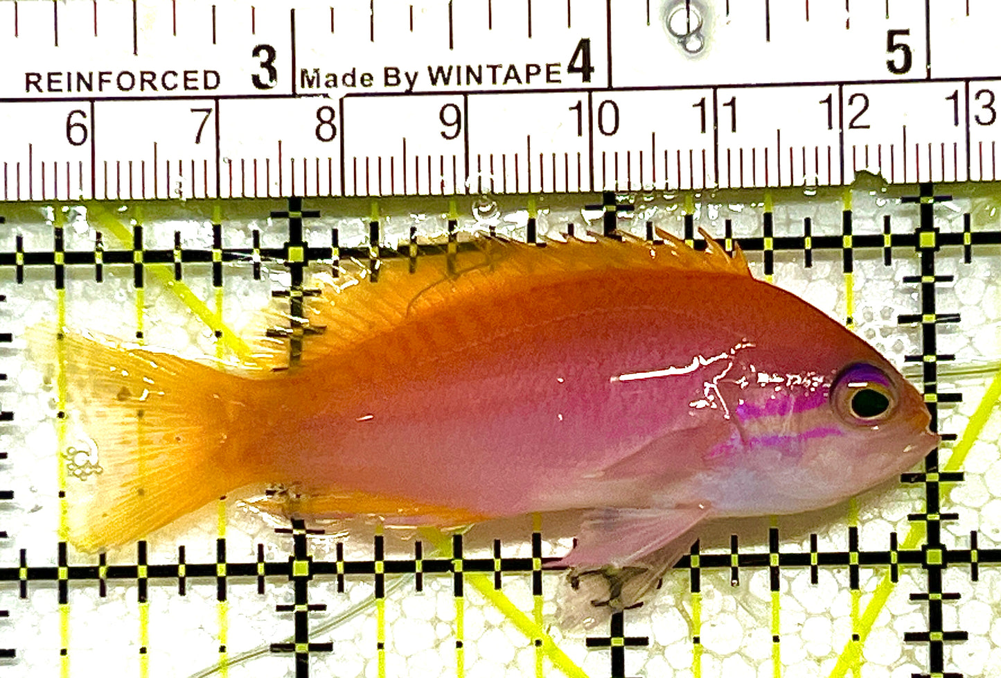 Bimaculatus Anthias Male BAM111802 WYSIWYG Size: M 3" approx