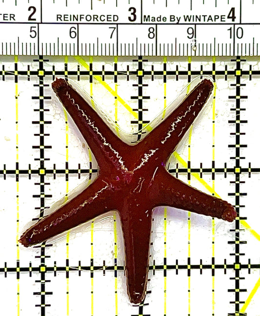 Red Fromia Starfish RFS111801 WYSIWYG Size: S 2" approx