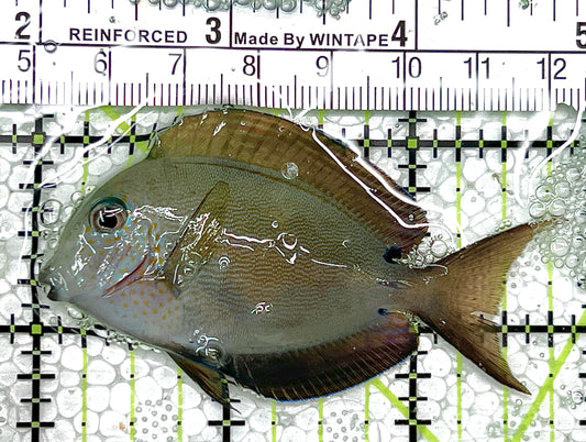 Striated Bristletooth Tang SBT111801 WYSIWYG Size: M 2.75" approx