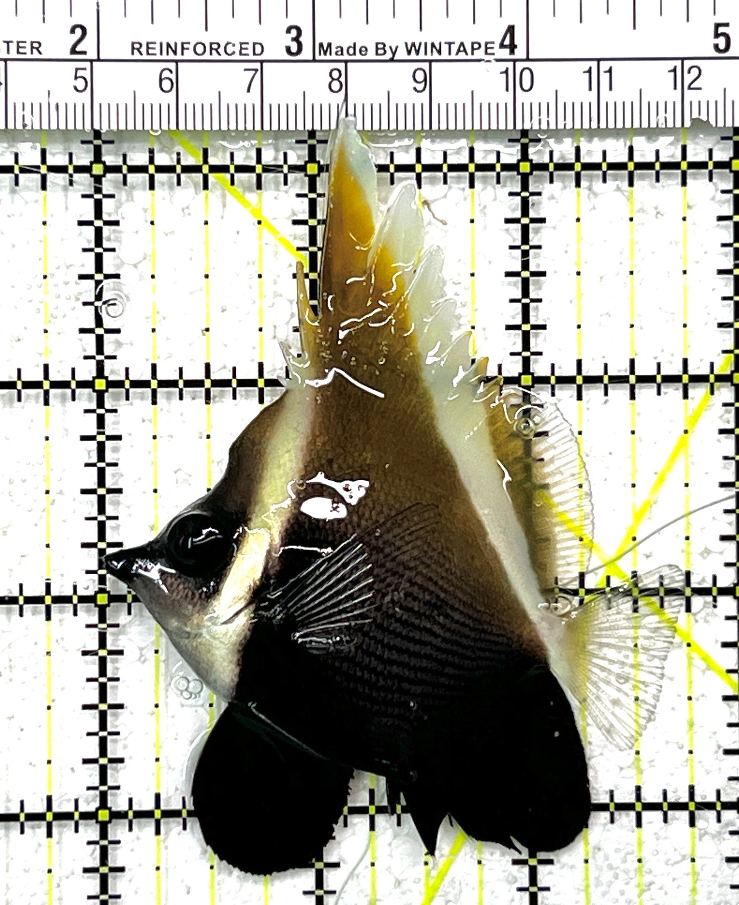 Heniochus Brown Butterflyfish HBB111802 WYSIWYG Size: M 2.75" approx