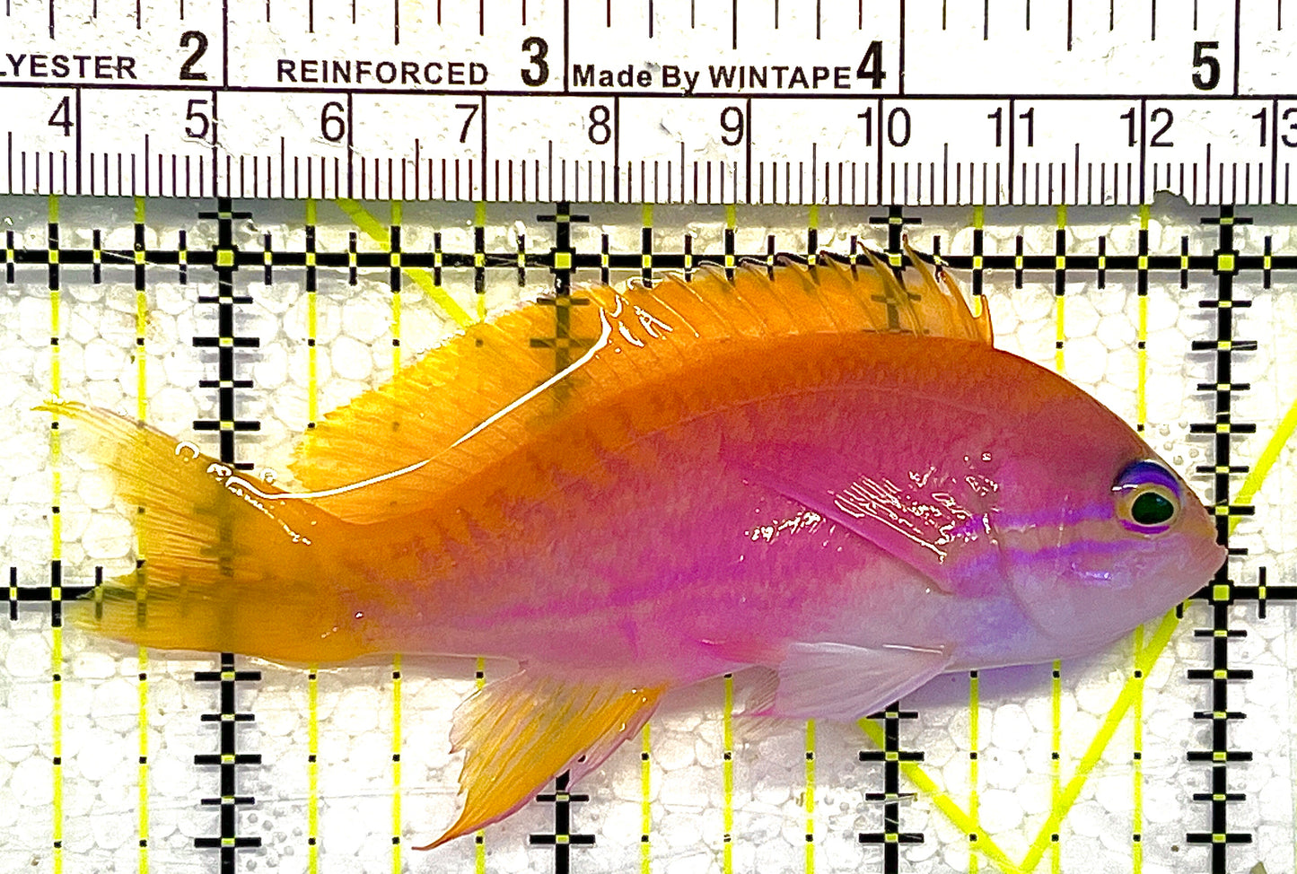 Bimaculatus Anthias Female BAF111901 WYSIWYG Size: M 3.5" approx