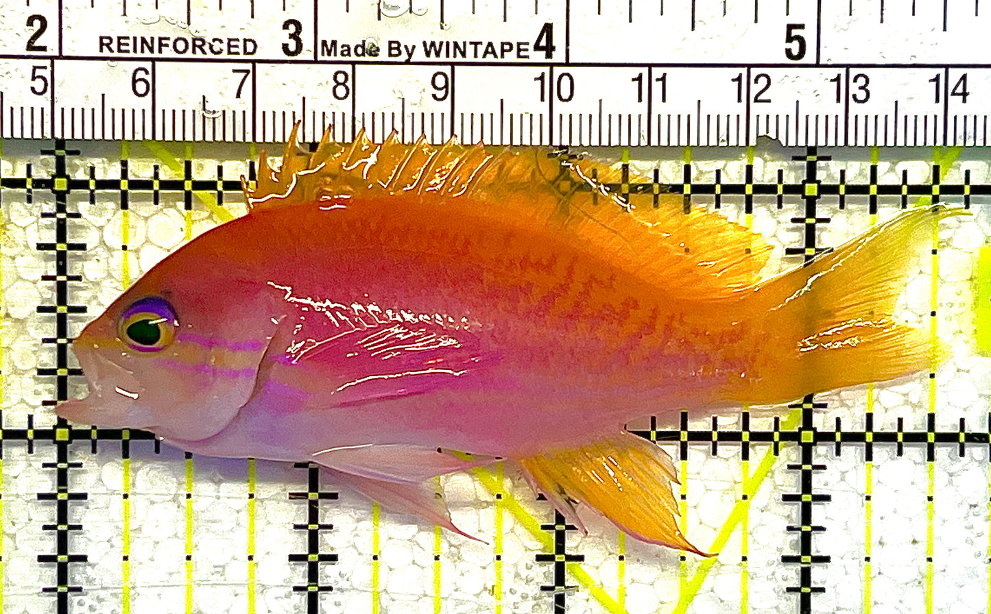 Bimaculatus Anthias Female BAF111901 WYSIWYG Size: M 3.5" approx