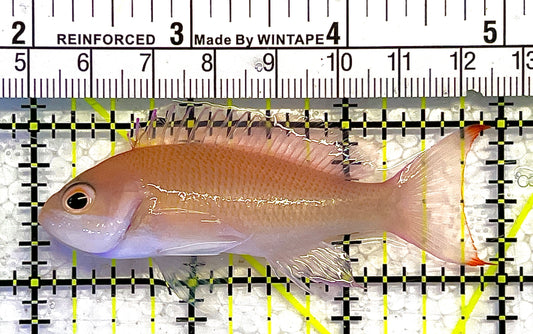 Tricolor Red Belt Anthias Female TRBAF111901 WYSIWYG Size: M 3" approx