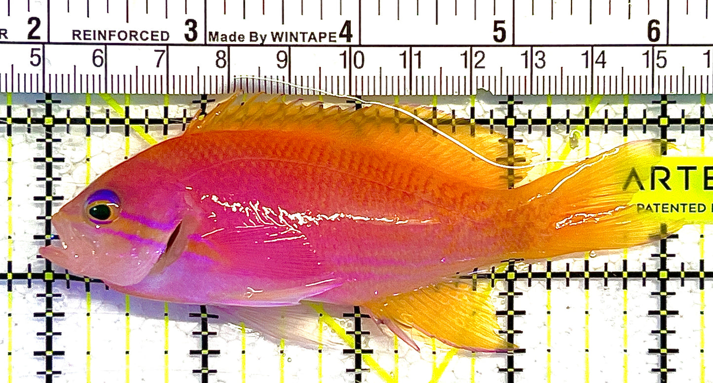 Bimaculatus Anthias Female BAF111902 WYSIWYG Size: M 4" approx