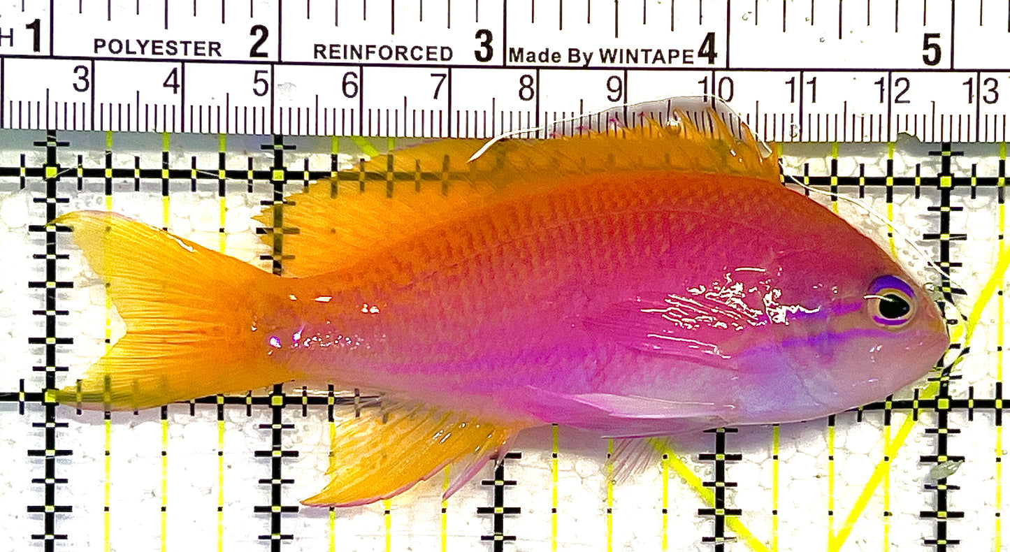 Bimaculatus Anthias Female BAF111902 WYSIWYG Size: M 4" approx