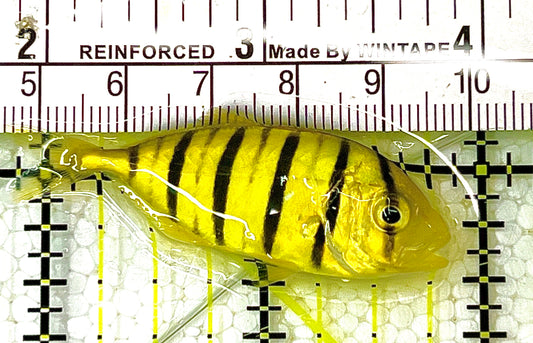 Gold Black Pilot Fish GBPF112401 WYSIWYG Size: S 2" approx