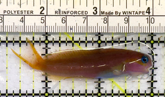 Golden Midas Blenny Africa GMBA041301 WYSIWYG Size: M 2.5" approx
