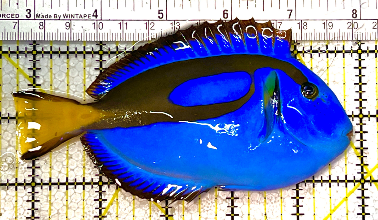 Blue Hippo Tang BHT120302 WYSIWYG Size: L 5" approx (Solomon Islands Bright Light Blue)