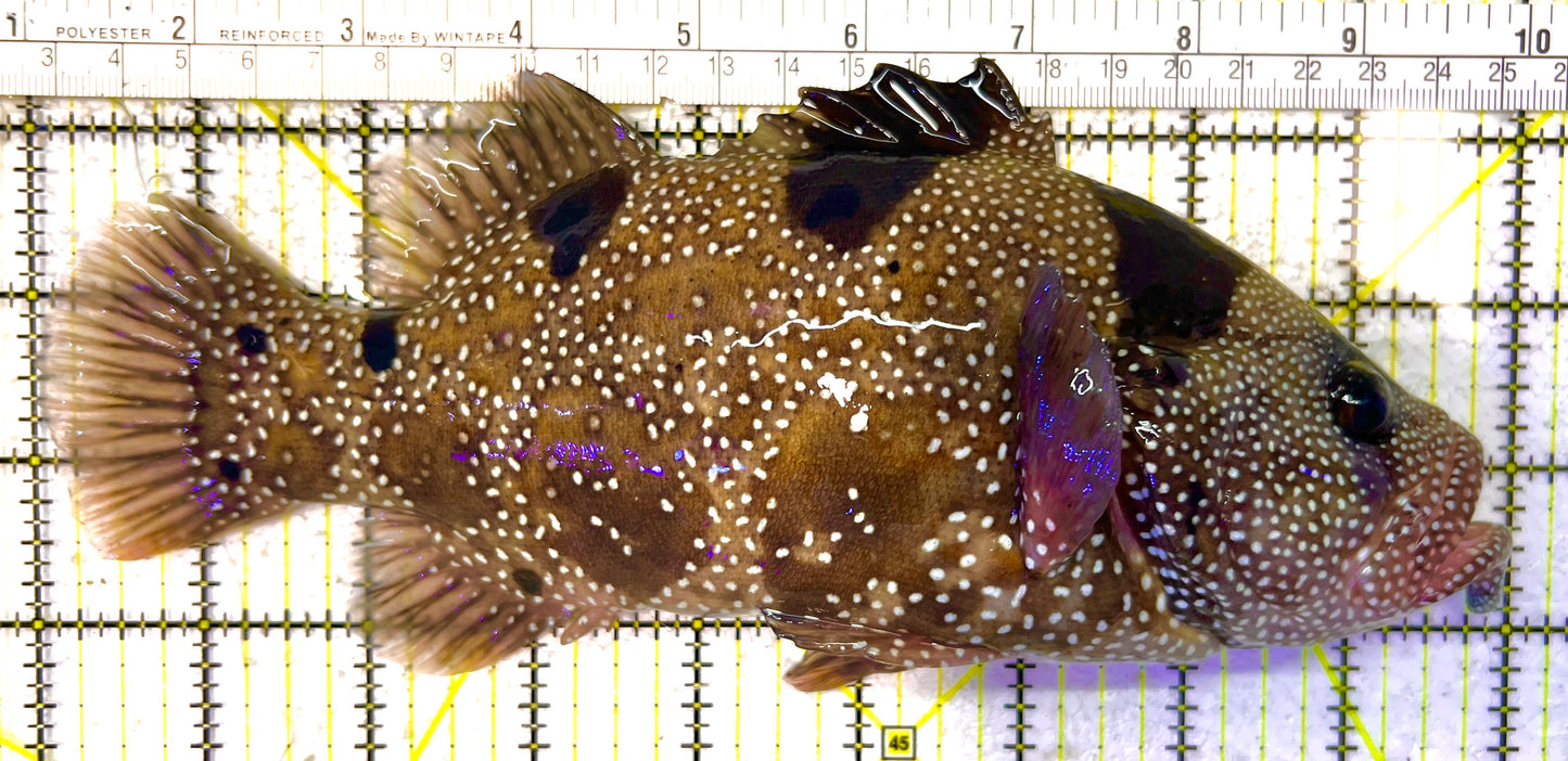 Clown Grouper CG120302 WYSIWYG Size: XXXL/SHOW 8.75" approx (Solomon Islands Special Grade)