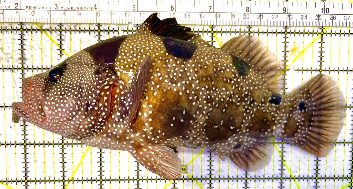 Clown Grouper CG120302 WYSIWYG Size: XXXL/SHOW 8.75" approx (Solomon Islands Special Grade)