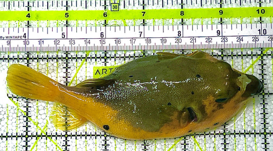 Yellow Belly Dogface Pufferfish YBDP120301 WYSIWYG Size: L 6" approx (Solomon Islands Special Grade)