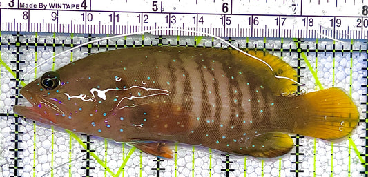 Chocolate Boenak Grouper CBG120302 WYSIWYG Size: XL 5" approx Solomon Islands