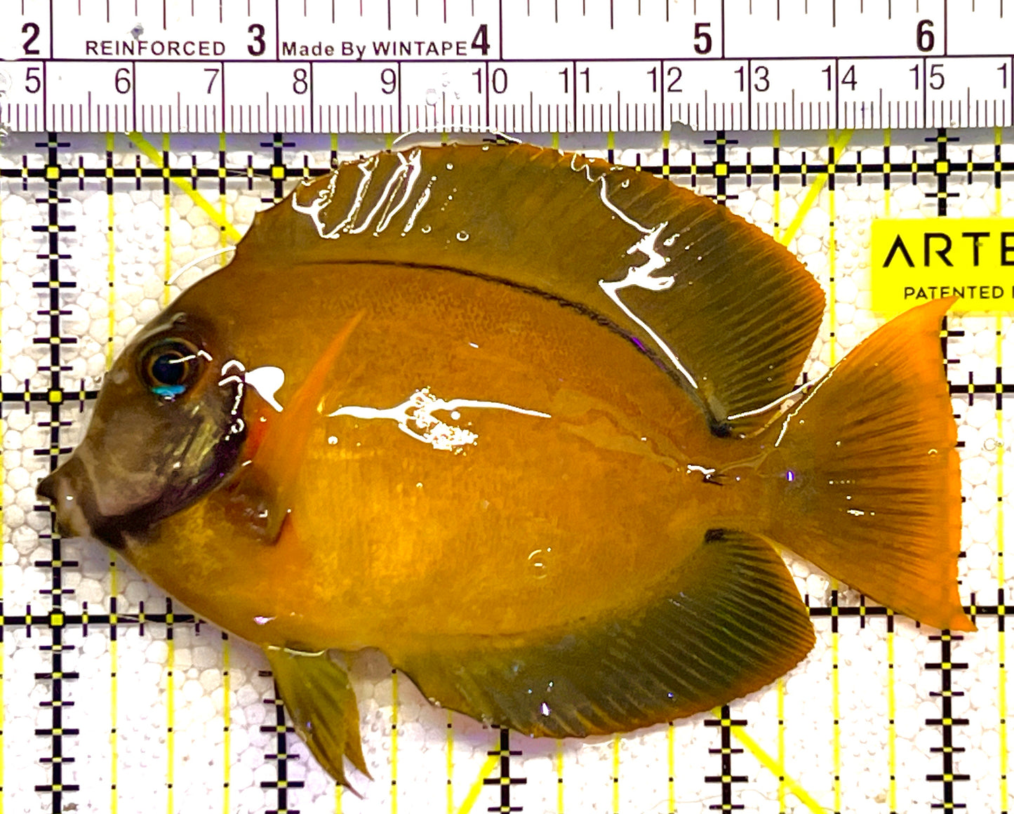 Chocolate Tang (Yellow Mimic when Juvenile) CT120202 WYSIWYG Size: ML 4" approx