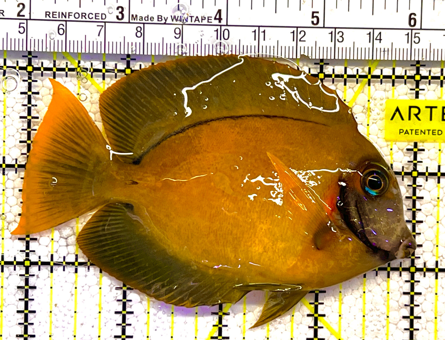 Chocolate Tang (Yellow Mimic when Juvenile) CT120202 WYSIWYG Size: ML 4" approx