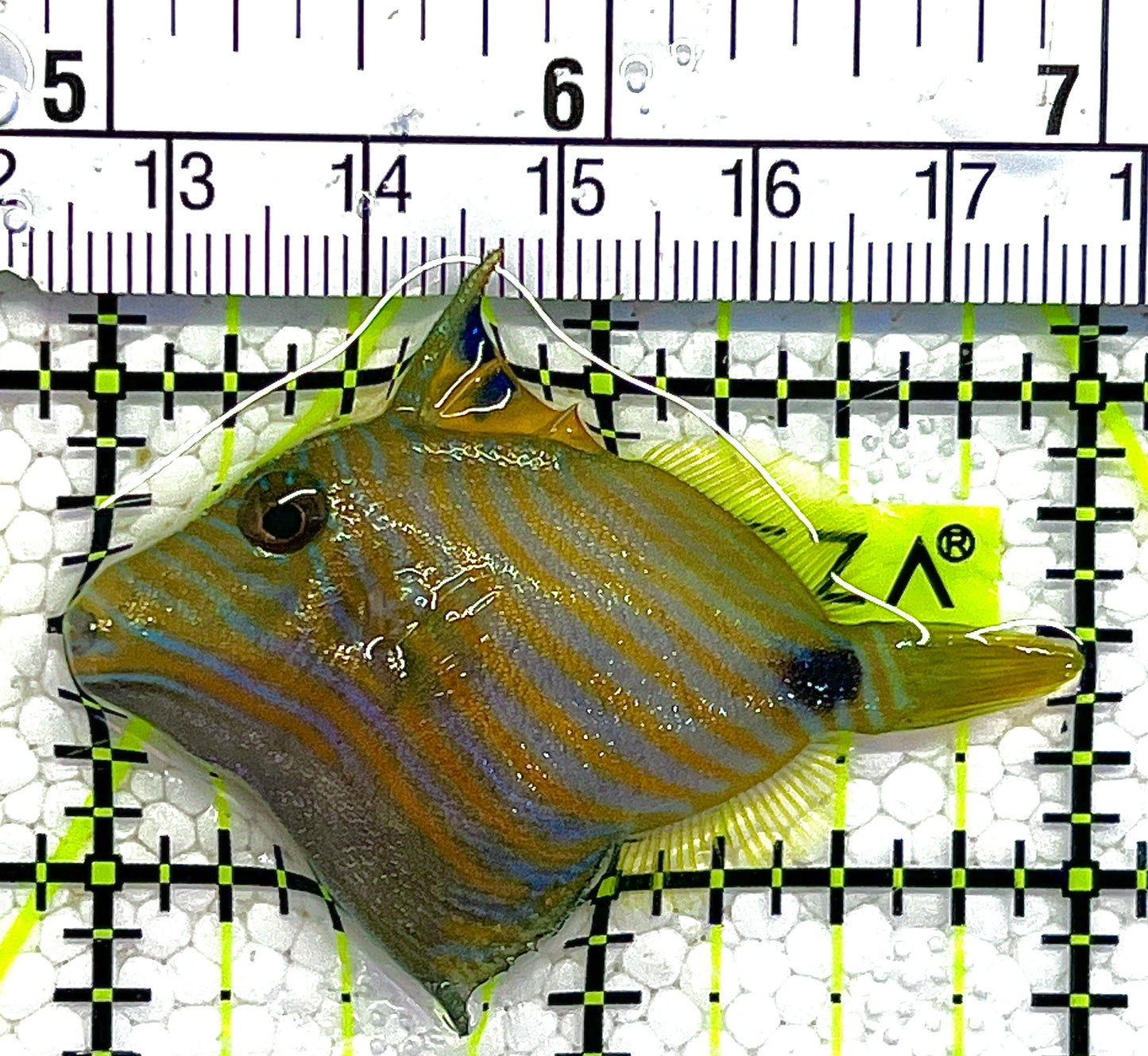 Undulated Triggerfish UT120201 WYSIWYG Size: S 2" approx