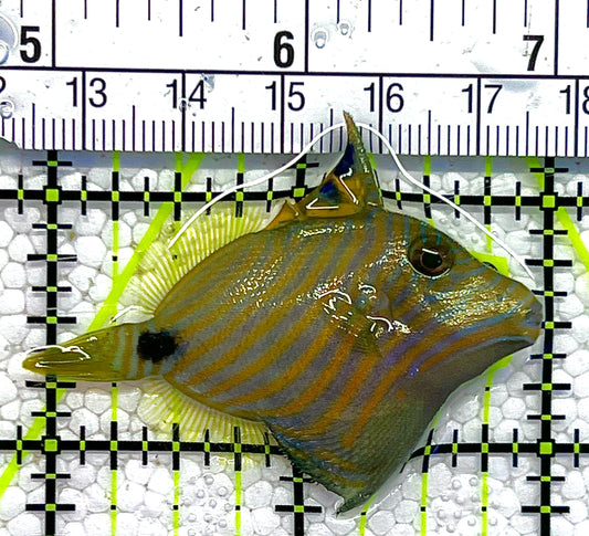 Undulated Triggerfish UT120201 WYSIWYG Size: S 2" approx