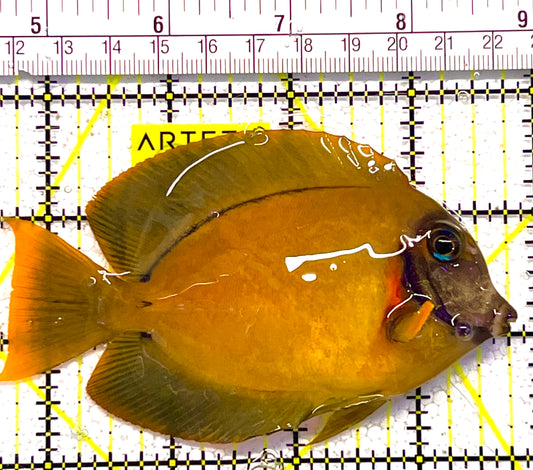 Chocolate Tang (Yellow Mimic when Juvenile) CT120201 WYSIWYG Size: ML 4" approx