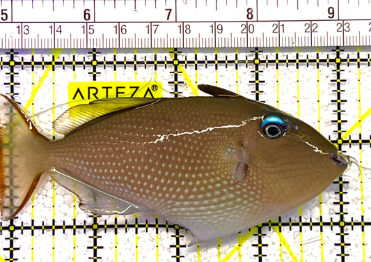 Female Blue Throat Triggerfish (Reefsafe) FBT120201 WYSIWYG Size: ML 4.5" approx