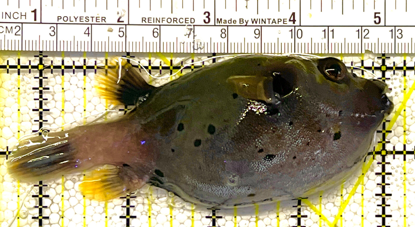 Dogface Pufferfish DP120202 WYSIWYG Size: L 4" approx