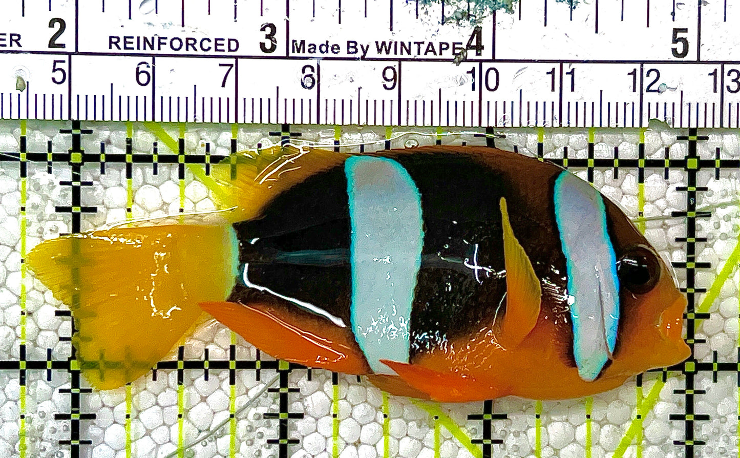 Rare Solomon Island Orange Clarkii Clownfish RSIBSC120304 WYSIWYG Size: 3" approx