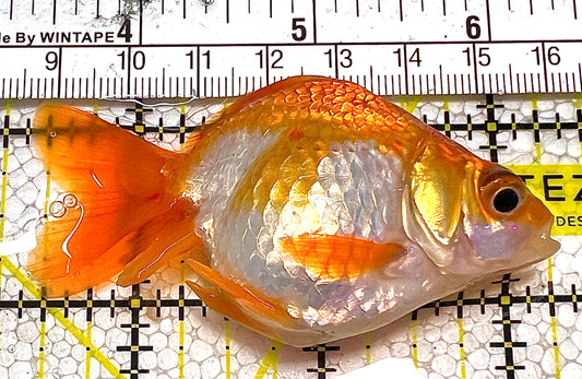 Assorted Ryukin Short Tail Goldfish ARSTG120301 WYSIWYG Size: M 3" approx