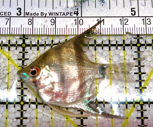 Zebra Angelfish ZA120301 WYSIWYG Size: ML 2" approx