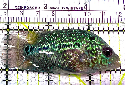 Green Terror Cichlid GTC120302 WYSIWYG Size: ML 3" approx