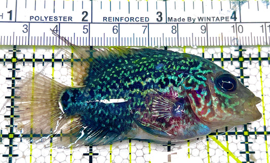 Green Terror Cichlid GTC120301 WYSIWYG Size: ML 3.25" approx